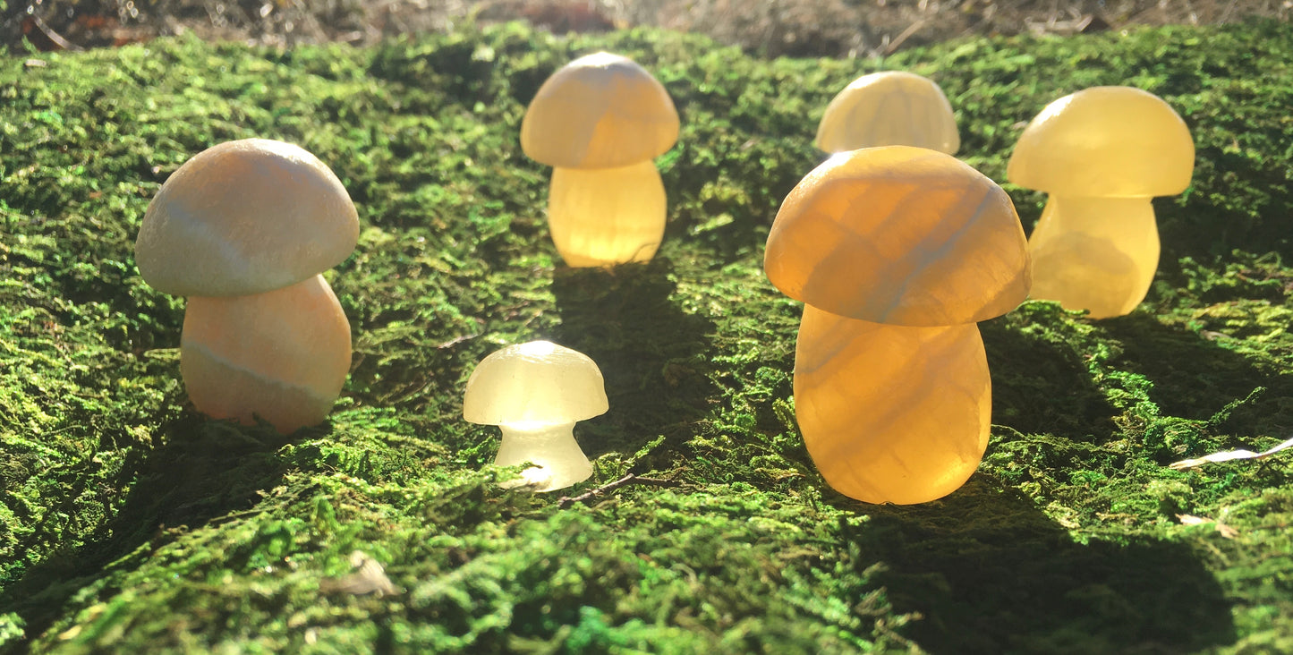 Mushrooms