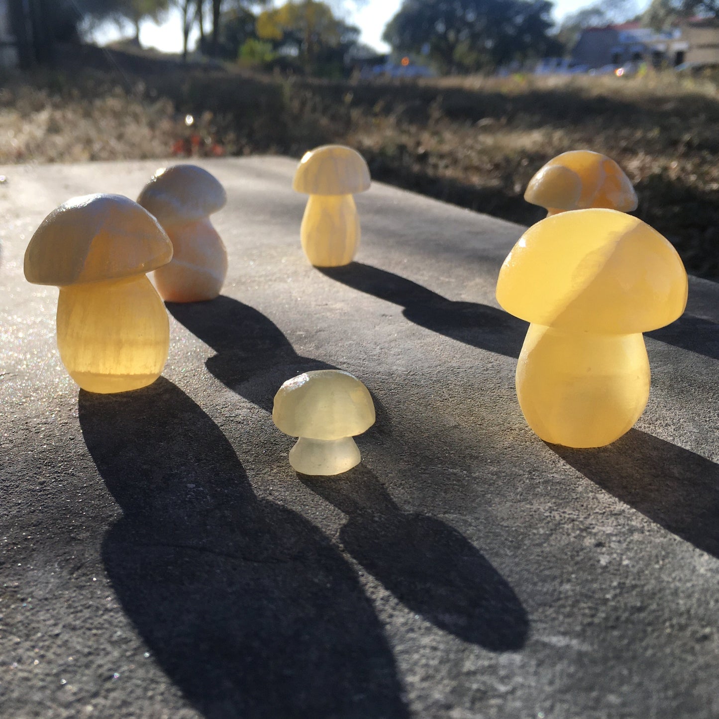 Mushrooms