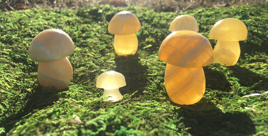 Mushrooms